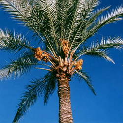 تحنيك المولود سنة نبوية و فوائد طبية